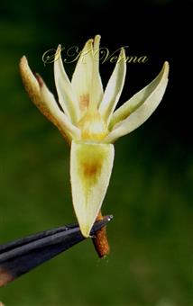  Calyx (Sepals 8) and Pistil